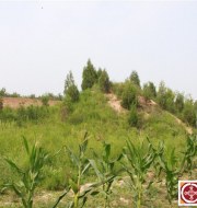 寻找汾阳王郭子仪之墓